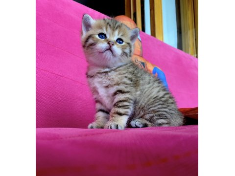 British Shorthair Golden Ve Silver Yavrularımız