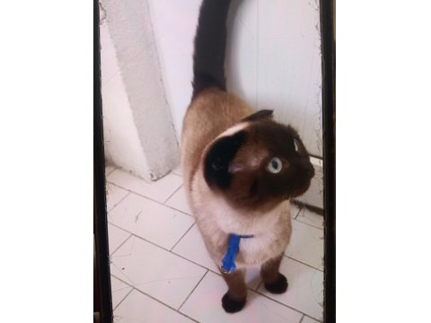 Mas Mavi Gözlü Dişi Siyam Kırması