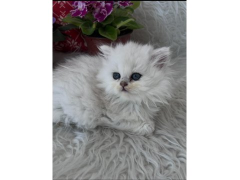 British Longhair Dişi Silver Yeşilgöz