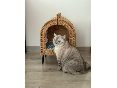 Mars'a Yuva Arıyoruz - Ücretsiz Scottish Straight