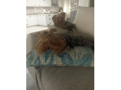 35 Günlük Erkek/Dişi Şecereli Yorkshire Terrier Bebekler