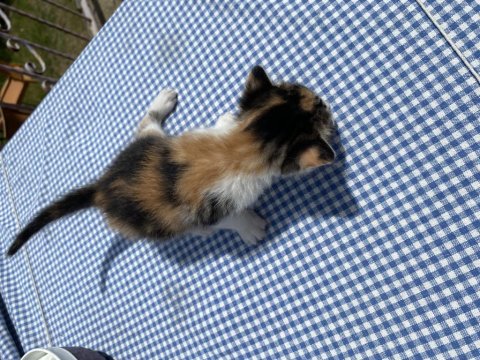 Tatlış Bebek Kedilere Yuva Arıyorum