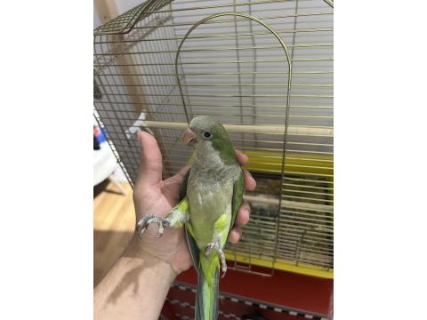 1.5 Aylık Full Evcil Oyuncu Ele Gelen Monk Papağanı
