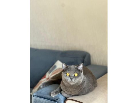 1 Yaşında Eğitimli British Shorthair