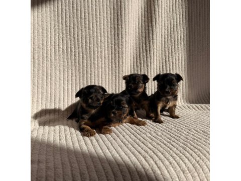 Teacup Yorkshire Terrier Ev Doğumlu Yavrular