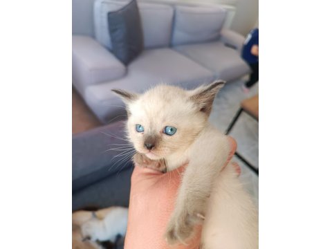 35 Günlük Siyam Kedisi Yavruları