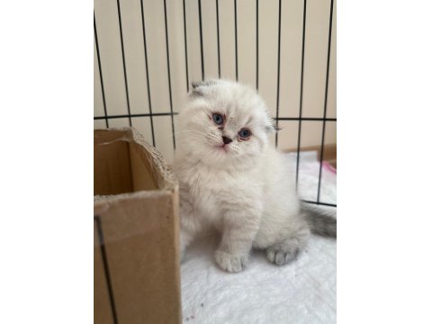 British Longhair-Shorthair Ve Scottish Fold Yavrular