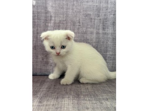 2 Aylık Scottish Fold Blue Point Yavrular