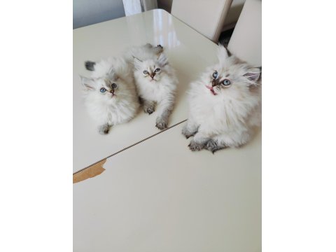 İki Aylık British Longhair Eğitimliler
