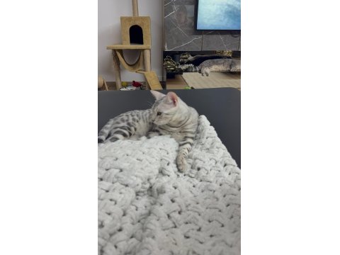 Gümüş Bengal Erkek 10 Aylık Sağlıklı Ve Uysal