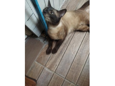 Yetişkin Siyam Kedisi