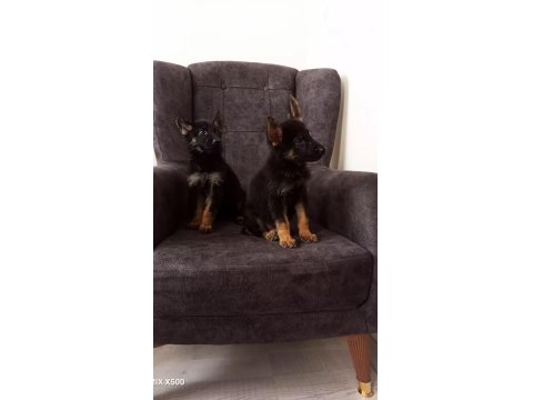 Sağlıklı Alman Kurdu Yavrular