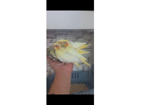 El Besleme Sultan Papağanı Yavruları