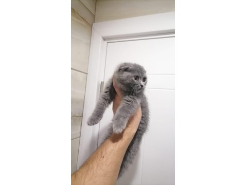 British Shorthair Ve Longhair Bebekler