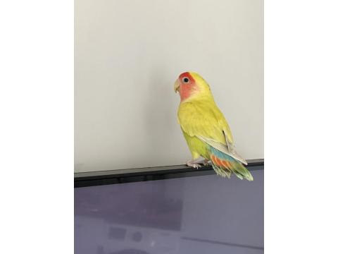 Yavru Cennet Papağanı 6 Aylık