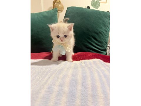 Beyaz Erkek Scottish Fold Bicolor
