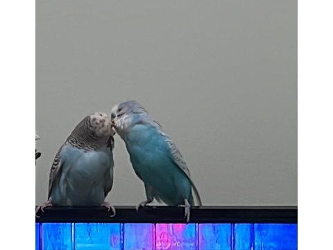 Anaç Muhabbet Kuşu