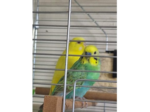 Rainbow Ve Lutino Takım Muhabbet Kuşu