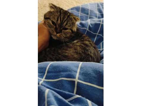 2 Yaşında Kısır Scottish Fold