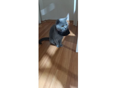 British Shorthair Kedimi Sahiplendirmek İstiyorum