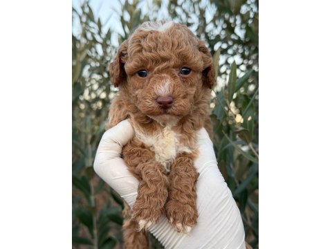 Erkek Toy Poodle Gerçek Kalite İsteyene