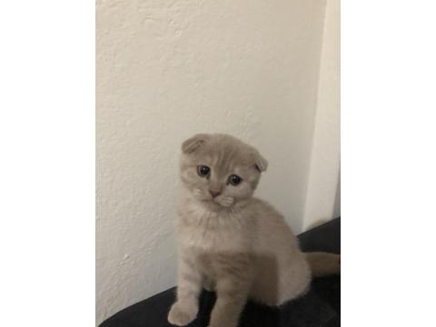 Uyguna Ev Ortamında Yetişme Yavru Kedimiz