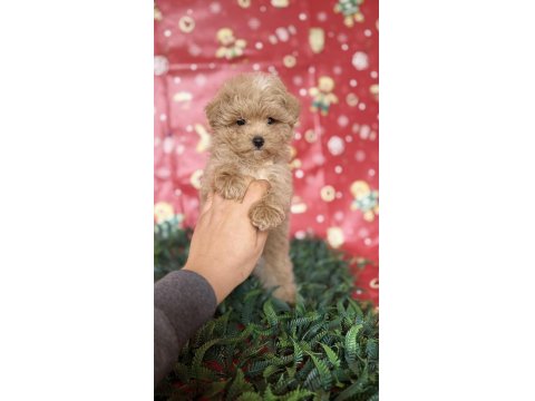 Tüy Yumağı Maltipoo