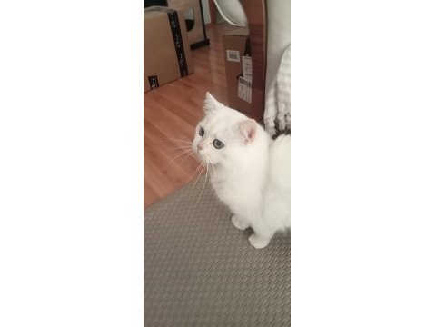 Mavi Gözlü British Shorthair Pamuğumuz