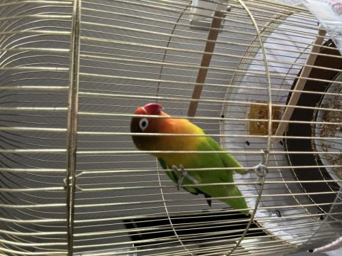 Cennet Papağanımız