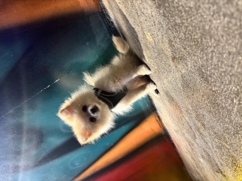 Hera 6 Aylık Pomeranian