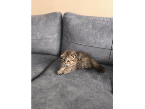 British Longhair Bebeklerim Yuva Arıyor