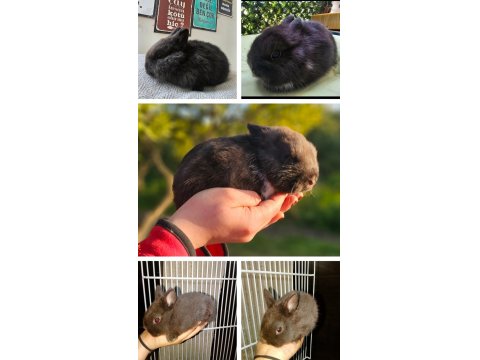 Hollanda Cüce Tavşanı Bebeklerimiz Yeni Yuvalarını Arıyor