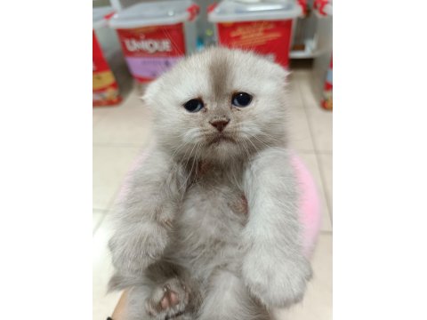 Scottish Fold Ve Scottish Straight Erkek