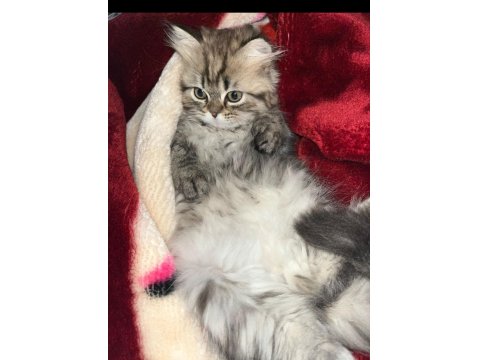 Çiko Yavru Kedimizyeni Sahiplerini Bekliyor