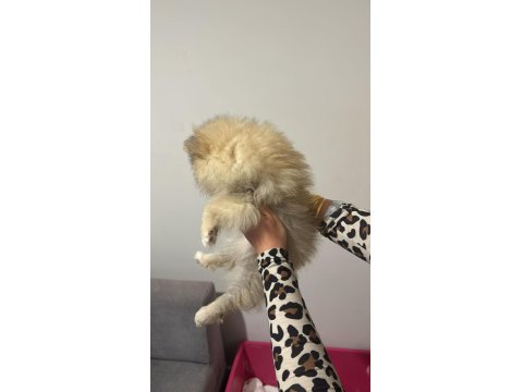3 Aylık Dişi Pomeranian Yavrular