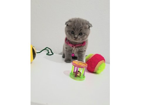 Bal Scottish Fold Kızım Teslime Hazır