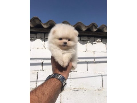 Pomeranian Boo Yavru Köpeğimiz