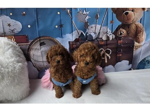 Mükemmel Poodle Bebekleri