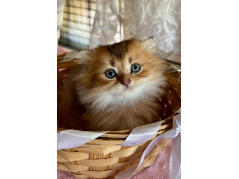 Tatlı Scottish Fold Kedicikler