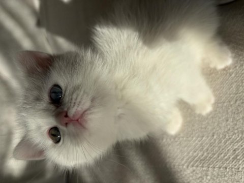 1 Gözü Mavi 1 Gözü Yeşil British