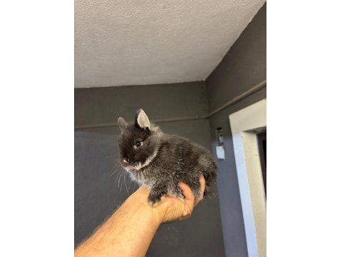 Safkan Hollanda Mini Cüce Tavşanlarımız Her Yere Gönderim