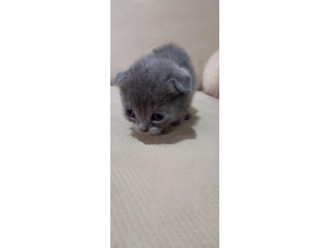 Yavru Scottish Kediler