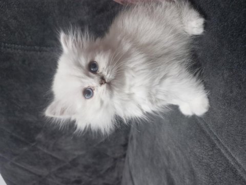 Deniz Gözlüm British Longhair (Ücretli)