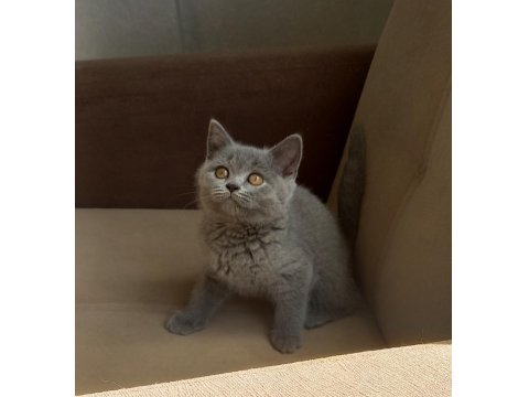 Klasik Blue Renk British Shorthair Dişi Yavru