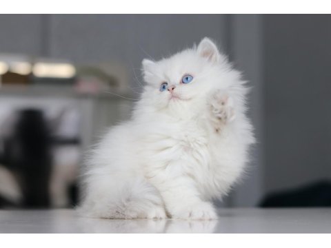 Full Şecereli Babadan Teslime Hazır British Longhair Erkek