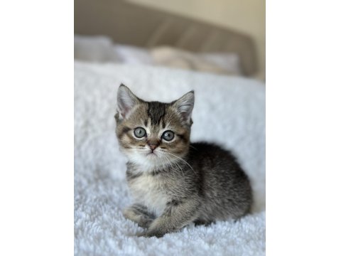 British Shorthair Dark Gold Yavrum