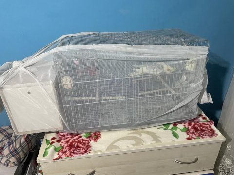 Çift Sultan Papağanı