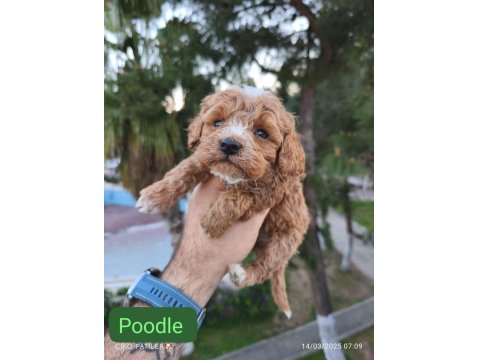 Sevimli Poodle Dişi Ve Erkek Yavrularımız