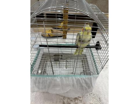 Sultan Papağanı 4 Aylık Krom Kafes