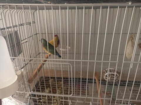 Anaç Damızlık Özel Renk İspinoz